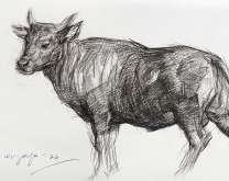 Sapi-Jantan-Muda-copy