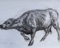 Study-tentang-Sapi-copy